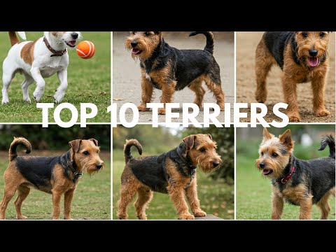 Best Terrier Breeds for Owners (Ranked)