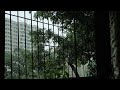 Lighting And Thunder Mumbai Rains Mumbai Maharashtra India