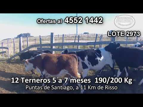 Lote 12 Terneros 3 HE/ AA - 2 AA/ NO - 3 AA/ HE - 2 AA 190/200 Kgkg -  en Puntas de Santiago, a 11 Km de Risso