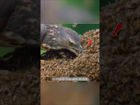 পাখিটি মৌচাক থেকে কী খাচ্ছে।😱What is the bird eating from the hive?