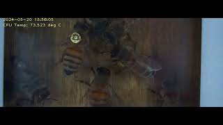 Bees sporting tiny QR codes reveal hive secrets