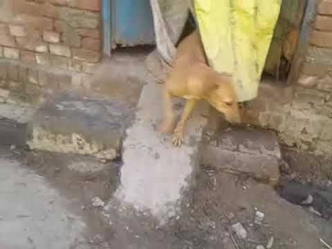 Dog latest funny video 2017😎😉