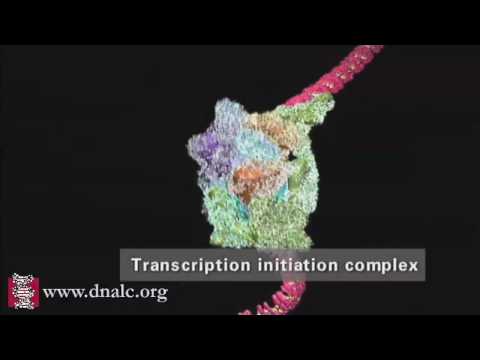 DNA Transcription (Advanced)