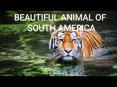 Beautifull Animals Of South America 4K - Scenic Wildlife Video With Relaxing Music