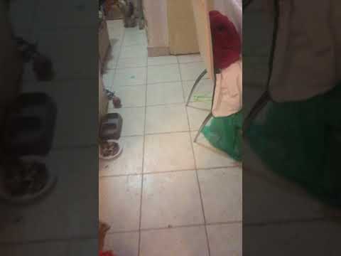 Upoznajte Reksa i Reu (Simbe)