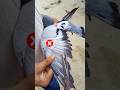 How To Pigeon Feather Cutting Short Video Shorts Youtubeshorts Trending Vairalshort