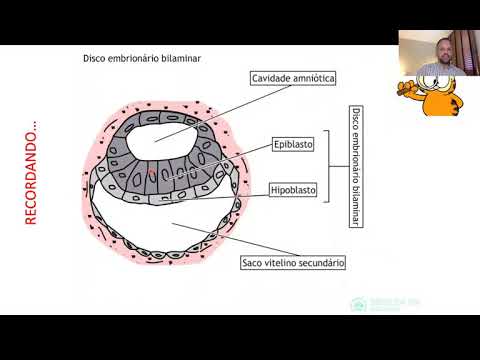 GASTRULAÇÃO: Formação dos Folhetos Embrionários (Vet/UNESP)