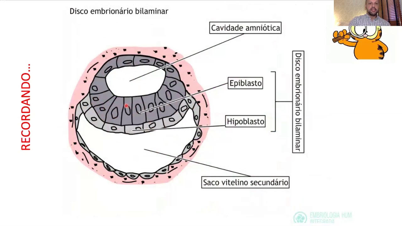 GASTRULAÇÃO: Formação dos Folhetos Embrionários (Vet/UNESP)