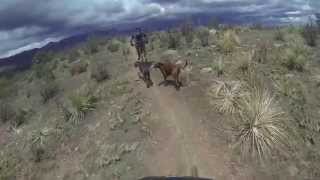 Taking the dogs for a ride in Ute Valley.