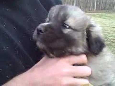 download lagu mp3 mp4 Karakachan Puppies For Sale, download lagu Karakachan Puppies For Sale gratis, unduh video klip Karakachan Puppies For Sale