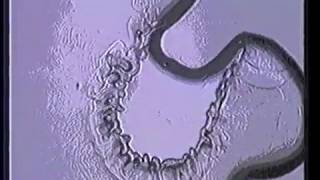 Ryuichi Sakamoto - M.A.Y. in the Backyard (1984 Official Video)