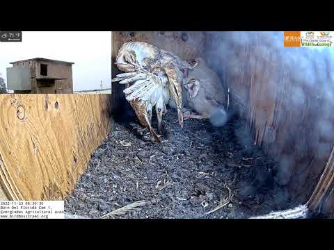 Female barn owls takes a rest and preens her feathers.