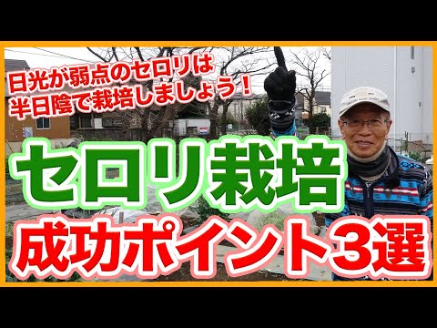 セロリの下ごしらえ:ここに注意が必要です 庭の練習