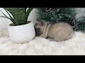 French Bulldog dogs for sale: Hariot - Video 1