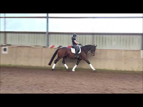 For Sale: Stute *2016 Bon Coeur x Waterford