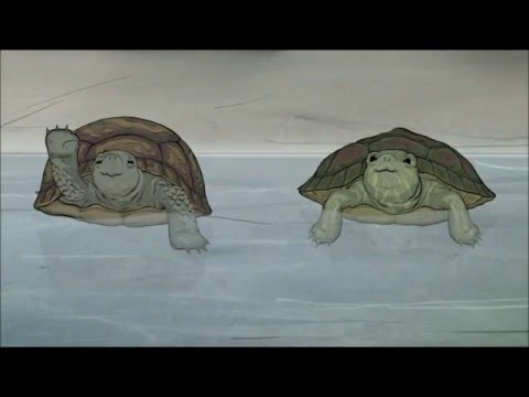 Turtle scene from Animals
