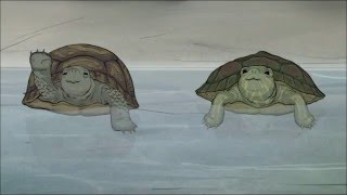 Turtle scene from Animals