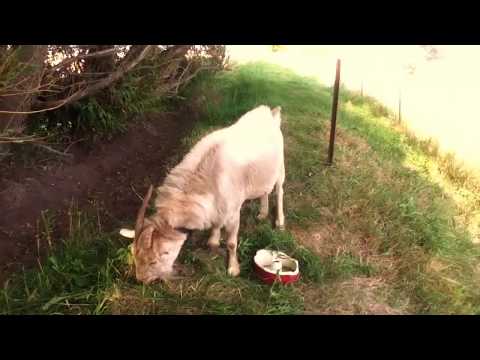 Staking out a goat to keep down the grass and weeds.