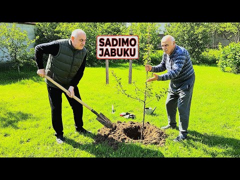 POSVAĐALI SE DOK SADE JABUKU! DRAGI POTEGO AŠOV! *besan*