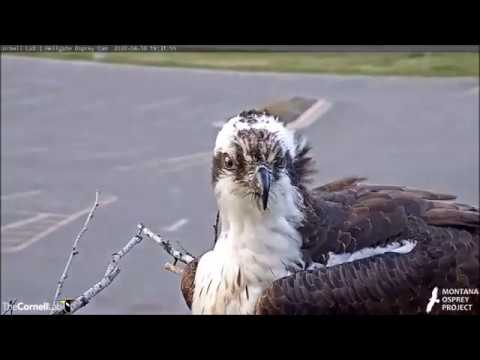 Hellgate Canyon Ospreys ~ Another Day With Iris, April 10, 2020