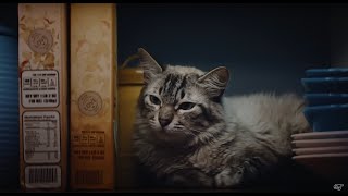 Why does your cat judge your snacking choices | Petco Pet Mysteries
