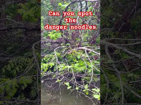 spot the danger noodle