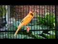 Train Your Belgian Canary To Sing Louder Than Ever ️ Belgian Canary