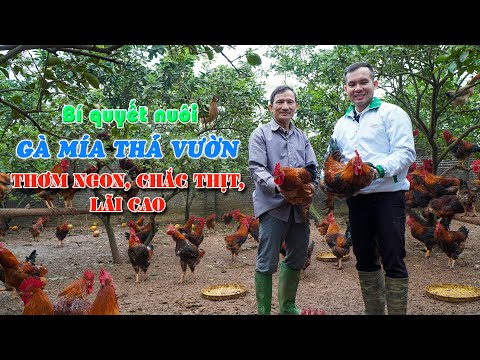 , title : 'Bí quyết nuôi gà mía thả vườn của người dân Bắc Giang || Cách nuôi gà mía thơm ngon, chắc thịt'