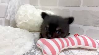 ハーフ犬の動画02