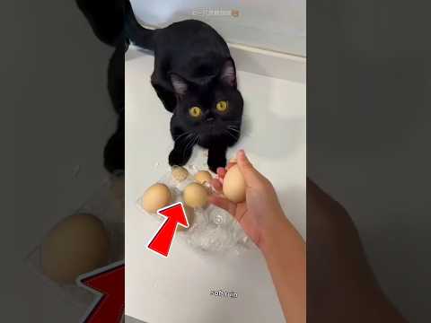 Ce chat noir a rendu sa propriétaire riche… ce qui s’est passé est incroyable #youtubeshorts #viral