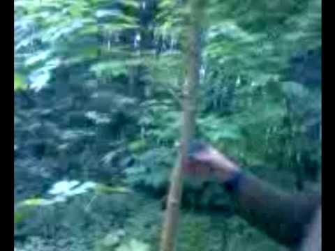 Wertästung an Bergahorn