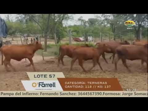 10-04-23 - 103º Remate Televisado de Iván L. O Farrell - Salta