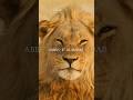 Kon Hai Hazrat Abbas Ibn Ali Ali Abbas Hazratali Hazratabbas Islamic Shorts Shia Lion Islam