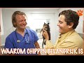 Komt het nog goed met dit zwerfkatje? | DierenpraatTV