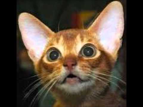 gatto matto_canzone di robberto angelini_album gatto matto