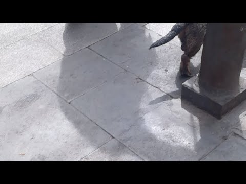 Mimi And Tiano #perros #dogs #dog #barcelona #españa