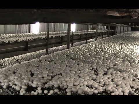 The Life Cycle of Button Mushrooms | Modern Agricultural Cultivation and Harvest of White Mushrooms