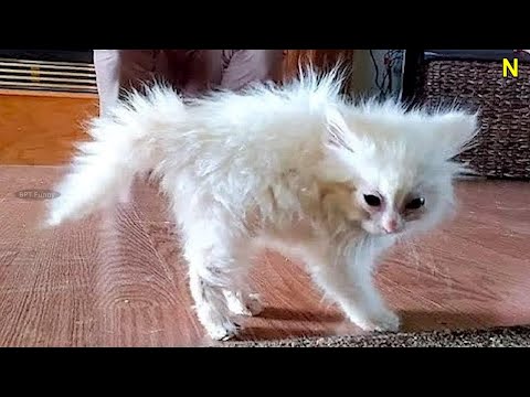 Funniest Dogs And Cats Videos 😅 ~ Best Funny Animals Videos 2023😇 #230