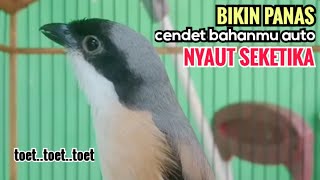 Download lagu toet toet suara cendet gacor PAGI SIANG SORE sangat efektif buat Pancingan cendet diam agr cpt bunyi mp3