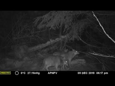 Haită de lupi în Parcul Natural Putna Vrancea din cadrul Romsilva