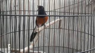 Download lagu Murai batu medan, Tembakan Pedas isian Jalak suren mp3 Download lagu Murai batu medan, Tembakan Pedas isian Jalak suren mp3