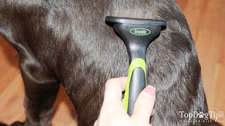 How To Stop Dog Shedding Hair