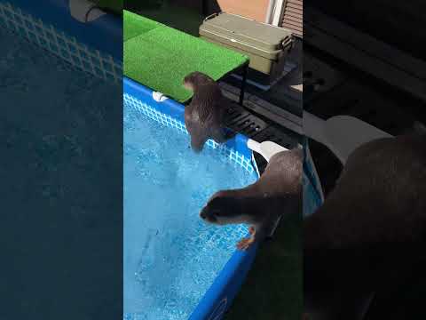 You Want Fish That Bad!😂  #Shorts