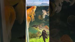 Download lagu Aquarium Fish 🐠 #fish #aquarium #shorts mp3
