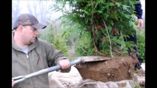 Demo Digging of a Green Giant Arborvitae