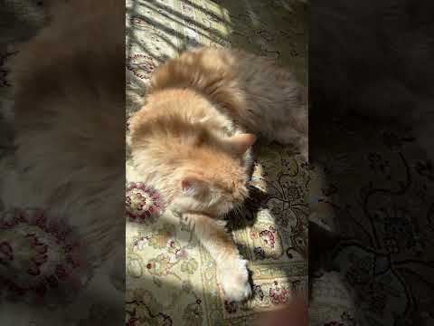 Good morning kids from my 🐱🌞💝💘🌸💌🦄🦋🎊🎀🐣