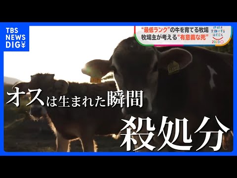, title : '「オスは生まれた瞬間、殺処分」必要とされない牛“廃用母牛”育てる牧場とは「生まれた瞬間あなたは不要と殺される、それを止めたい」【SDGs】｜TBS NEWS DIG'