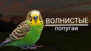 Волнистый попугай - Все о породе | Попугай породы - Волнистый | dashonok