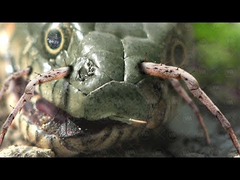 蛇眉鼠眼
