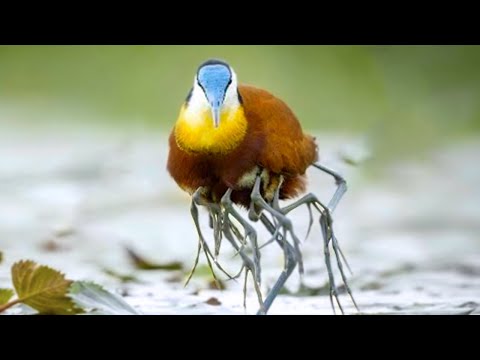 20 Rarest Birds In The World